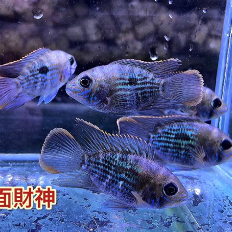 藍面財神魚